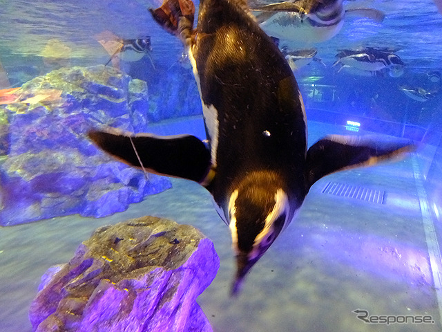 すみだ水族館に登場した、光と音楽とペンギンの新展示「ペンギンキャンディ」(3月21日~7月17日)。3月19日のオープニングイベントには動物好きな森泉も登場。ペンギンを抱き「連れて帰りたい!」と笑った