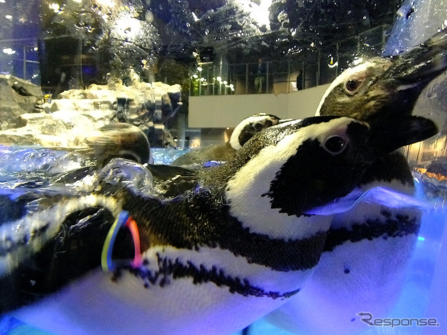 すみだ水族館に登場した、光と音楽とペンギンの新展示「ペンギンキャンディ」(3月21日~7月17日)。3月19日のオープニングイベントには動物好きな森泉も登場。ペンギンを抱き「連れて帰りたい!」と笑った