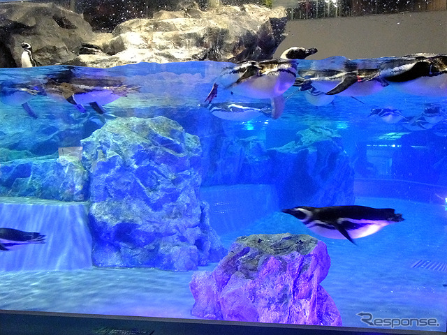 すみだ水族館に登場した、光と音楽とペンギンの新展示「ペンギンキャンディ」(3月21日~7月17日)。3月19日のオープニングイベントには動物好きな森泉も登場。ペンギンを抱き「連れて帰りたい!」と笑った
