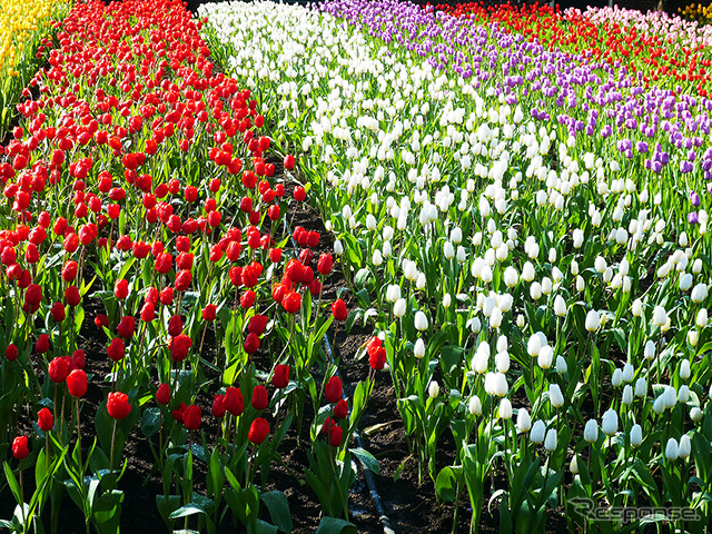 ハウステンボスは、4月13日まで、日本最多700品種が咲き誇る「チューリップ祭」や、世界最大級のイルミネーション「光の王国」を開催中