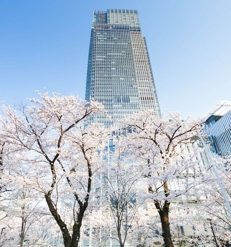 東京ミッドタウンにはソメイヨシノを中心に103本の桜があり、檜町公園の桜(44本)も鑑賞することができる。