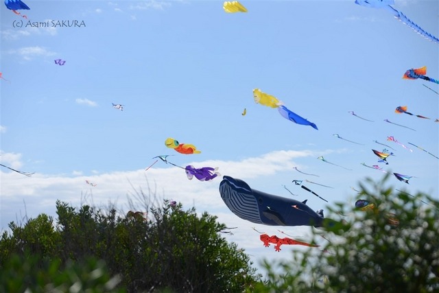 Kite internationa festival
