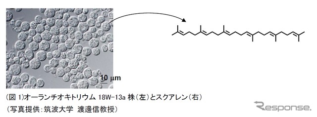 藻類産生オイルの輸送用燃料への新変換法の開発