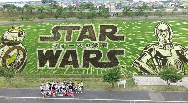 『スター・ウォーズ/フォースの覚醒』田んぼアート見ごろ宣言式