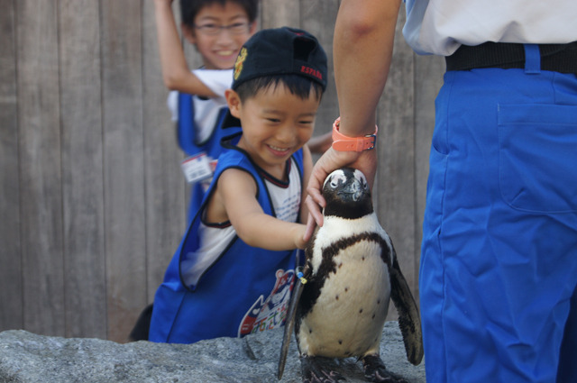 水族館にお泊りして、生きもののふしぎ