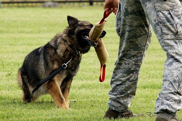 噛む力はとても強い。通常の犬は噛まないようにしつけをされるが、K-9は「噛むこと」を躊躇ないようにしつけを行う。