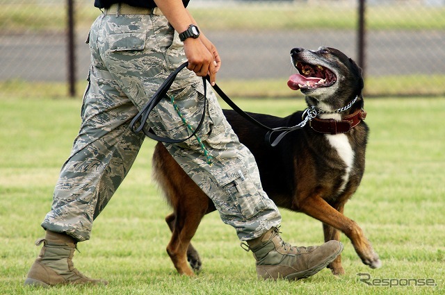 犬にとっては遊びの延長。担当者に「悪いやつをやっつけたー。褒めてー」という表情も。