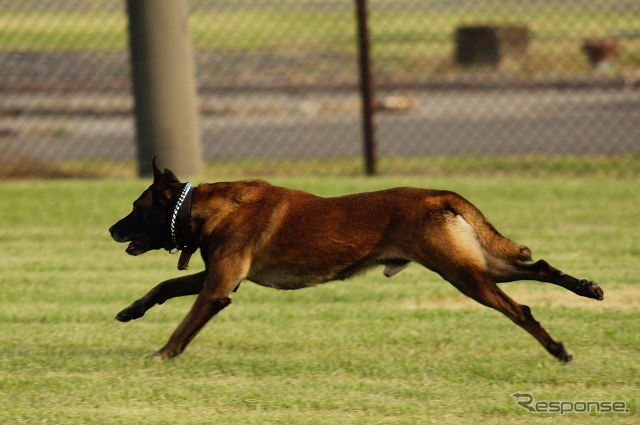 小柄な犬が使われる。