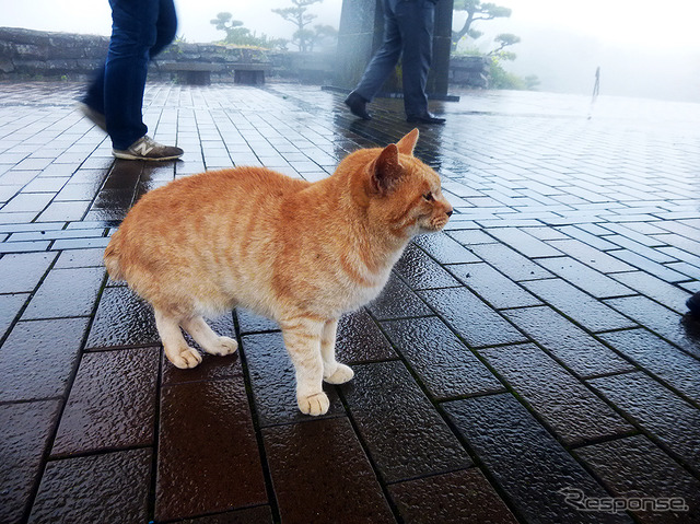 SASEBOクルーズバス『海風』で雨の弓張岳展望台へ。ここを知り尽くす“地ネコ”も「きょうはまったく見えないねこりゃ」と……!?
