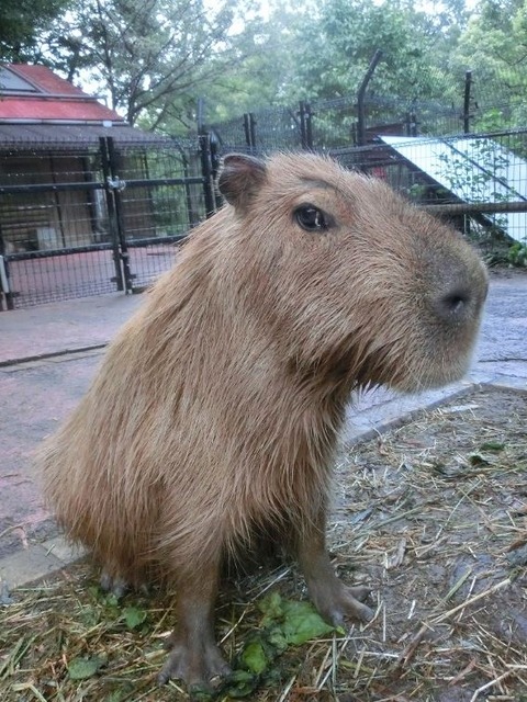 母親「コマリ」　(c) 埼玉県こども動物自然公園
