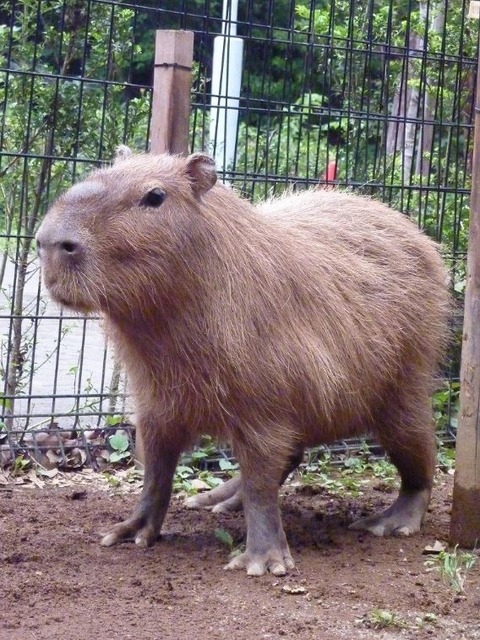 父親「彦馬」　(c) 埼玉県こども動物自然公園