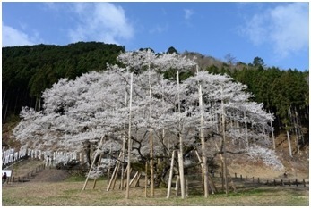 岐阜県の根尾谷・淡墨桜