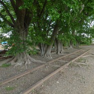 休止から半世紀が経過した安比奈駅付近の線路。ここに車両基地を整備する計画が正式に廃止された。