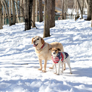 八ヶ岳わんわんパラダイスのドッグラン、森のドッグガーデン。今は雪で覆われているが、犬は雪が大好き。足をとられながらも思いっきり走り、雪遊びを楽しんだ