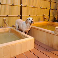 部屋には犬用の温泉も！（鬼怒川 絆）