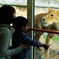 窓枠に馬肉が吊るしてあり、ライオンはそれを目当てに近寄ってくる。