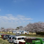 渡良瀬バルーンレース、藤岡さくら祭り会場。7日金曜日は晴れ間も見られたが、強風でフライト中止。