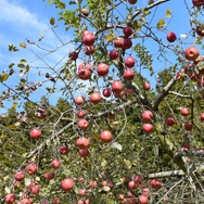 たわわに実ったりんごを収穫する。