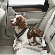 ボルボ純正の犬用シートベルト「ドッグハーネス」