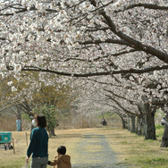 間もなく満開の桜。