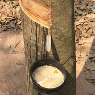 ゴムの木から採取される樹液