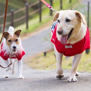 愛犬用お出かけアイテム