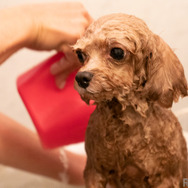 小型犬と暮らすといくらぐらいかかるの？