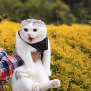 「WEBねこにすと～ニャンと素敵な奇跡の一枚！～」