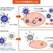 ウイルス不活性化の仕組み。