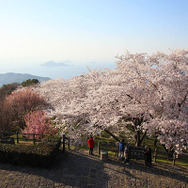 紫雲出山桜