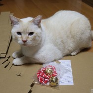 ネコ神社に初詣。荒ぶる猫神様