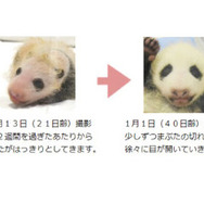 アドベンチャーワールド、ジャイアントパンダの赤ちゃんの両目が開いたことを報告