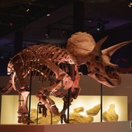 Sony presents DinoScience 恐竜科学博 ～ララミディア大陸の恐竜物語～（ヒューストン自然科学博物館所蔵）