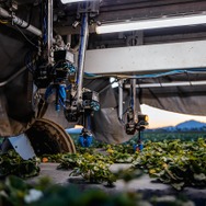 イチゴ収穫ロボット「TX ロボティック ストロベリー ハーベスター」