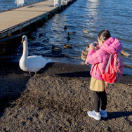 桟橋近くの白鳥や鴨などは、人に慣れているせいか、自然と寄ってくるので子供も楽しめる。