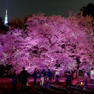 ライトアップの桜。