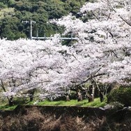 山中渓駅前後の千本桜（イメージ）