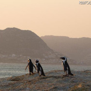 アフリカペンギンが数多く生息する南アフリカのボルダーズビーチ