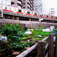 都渋谷区東1丁目付近で東横線とともに生きる緑たち