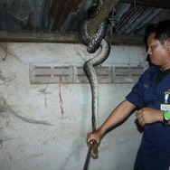 梁の上に体長４メートルのニシキヘビ　タイ東部