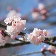 春ドライブ 桜の鎌倉
