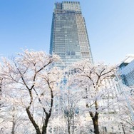 東京ミッドタウンにはソメイヨシノを中心に103本の桜があり、檜町公園の桜（44本）も鑑賞することができる。
