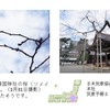 桜の開花予想、日本気象協会が発表