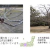 桜の開花予想、日本気象協会が発表
