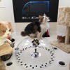 新型キャンター予告編「ネコ360°」