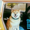 DOG ＆ DRIVE 獣医と考える、快適なクルマ「遠出篇」
