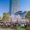 東京ミッドタウンで「Midtown Blossom 2016」3月18日（金）から4月17日（日）開催