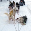 休憩中のシベリアンハスキーたち。経験を積んだ犬はすぐに横になる余裕ぶり
