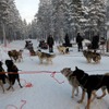 犬ぞり体験へ向け、準備万端のシベリアンハスキーたち