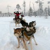 犬ゾリは二人一組で乗車し、一人が操縦者としてソリの後ろに乗る